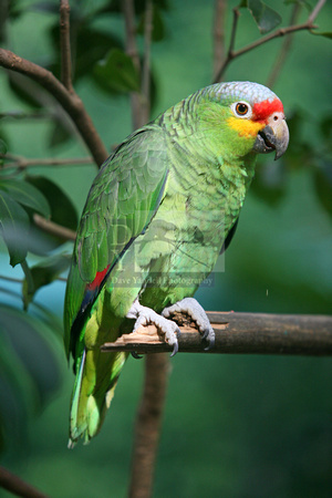 Red Lored Parrot