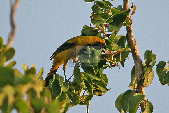 Yellow Backed Oriole